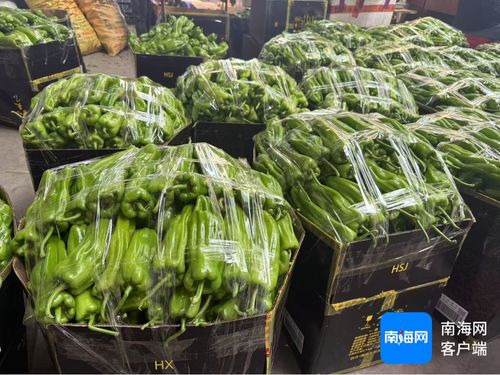 公益海南 媒美與共丨?？谑胁嘶@子江楠農產品批發市場擴大本地菜免費銷售區 助力椒農 拓銷路